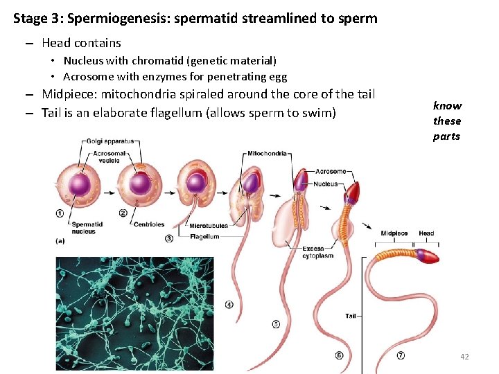 Stage 3: Spermiogenesis: spermatid streamlined to sperm – Head contains • Nucleus with chromatid