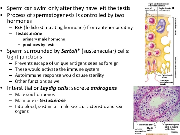  • Sperm can swim only after they have left the testis • Process