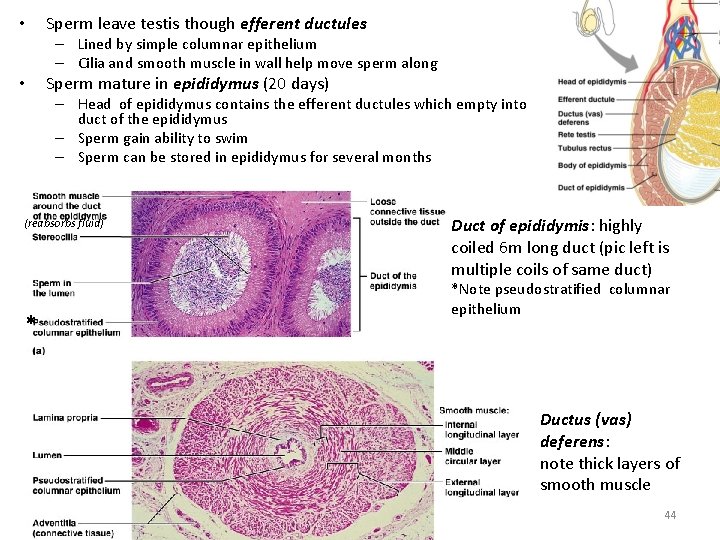  • Sperm leave testis though efferent ductules – Lined by simple columnar epithelium