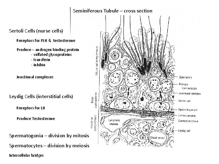 Seminiferous Tubule – cross section Sertoli Cells (nurse cells) Receptors for FSH & testosterone