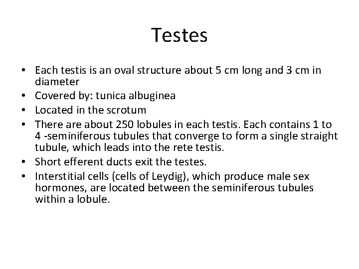 Testes • Each testis is an oval structure about 5 cm long and 3