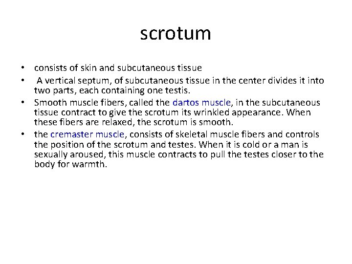 scrotum • consists of skin and subcutaneous tissue • A vertical septum, of subcutaneous