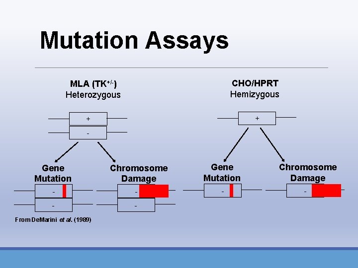 Mutation Assays CHO/HPRT Hemizygous MLA (TK+/-) Heterozygous + + - Gene Mutation Chromosome Damage