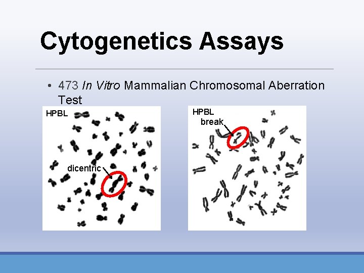 Cytogenetics Assays • 473 In Vitro Mammalian Chromosomal Aberration Test HPBL dicentric HPBL break