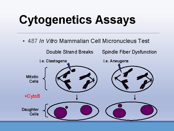 Cytogenetics Assays • 487 In Vitro Mammalian Cell Micronucleus Test Double Strand Breaks i.