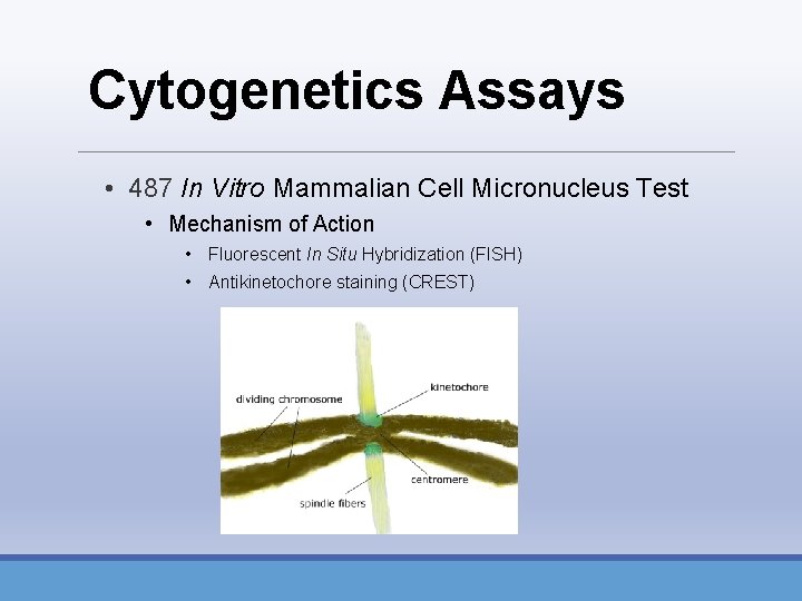 Cytogenetics Assays • 487 In Vitro Mammalian Cell Micronucleus Test • Mechanism of Action