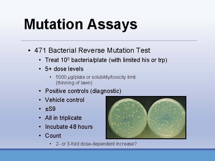 Mutation Assays • 471 Bacterial Reverse Mutation Test • Treat 108 bacteria/plate (with limited