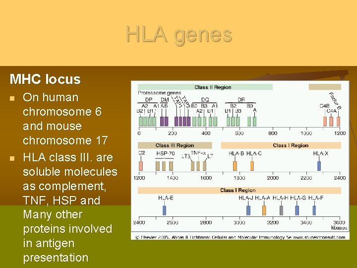 HLA genes MHC locus n n On human chromosome 6 and mouse chromosome 17