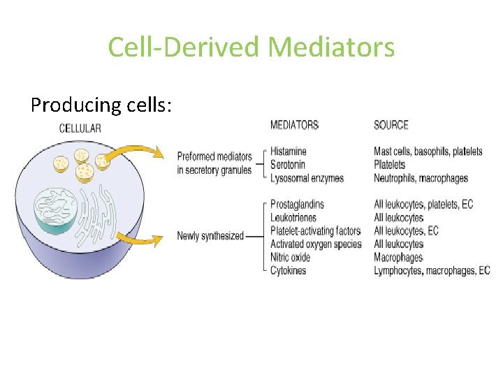 Cell-Derived Mediators Producing cells: Tissue macrophages Mast cells Endothelial cells Leukocytes 