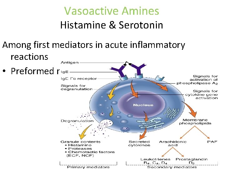 Vasoactive Amines Histamine & Serotonin Among first mediators in acute inflammatory reactions • Preformed