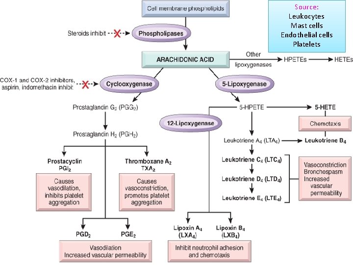 Chemical Mediators of Inflammation Cell-Derived Vasoactive Amines Eicosanoids PAF Cytokines Chemokines ROS NO Lysosomal