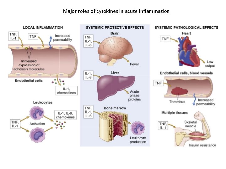 Major roles of cytokines in acute inflammation 