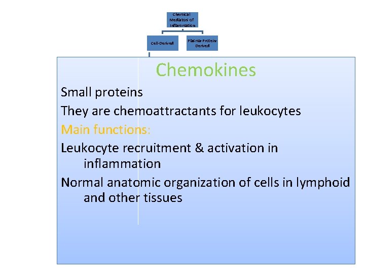 Chemical Mediators of Inflammation Cell-Derived Plasma-Protein. Derived Chemokines Vasoactive Amines Small proteins They are