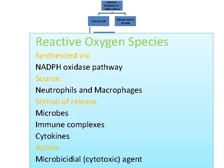 Chemical Mediators of Inflammation Cell-Derived Plasma-Protein. Derived Reactive Oxygen Species Vasoactive Amines Synthesized via