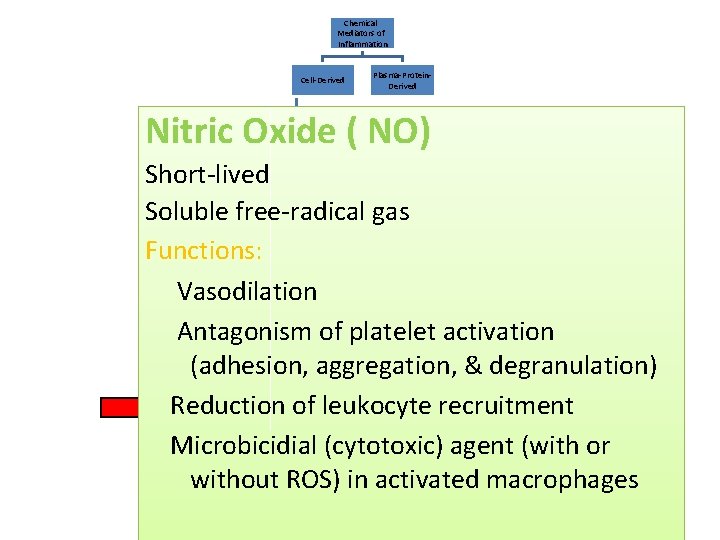 Chemical Mediators of Inflammation Cell-Derived Plasma-Protein. Derived Nitric Oxide ( NO) Vasoactive Amines Short-lived