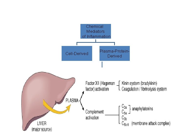 Chemical Mediators of Inflammation Cell-Derived Plasma-Protein. Derived Complement Coagulation and Kinin Systems 