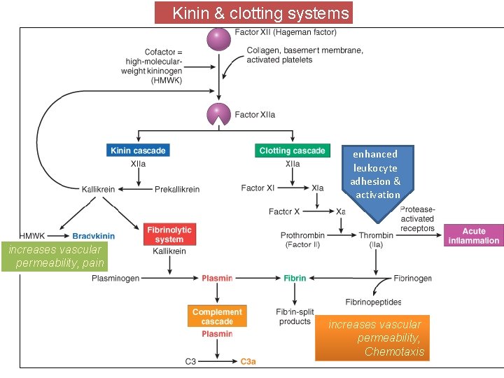 Kinin & clotting systems enhanced leukocyte adhesion & activation increases vascular permeability, pain increases