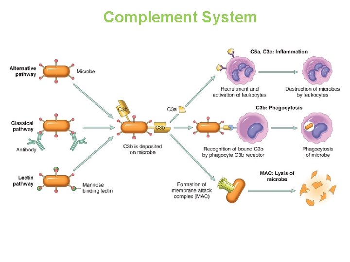 Complement System 
