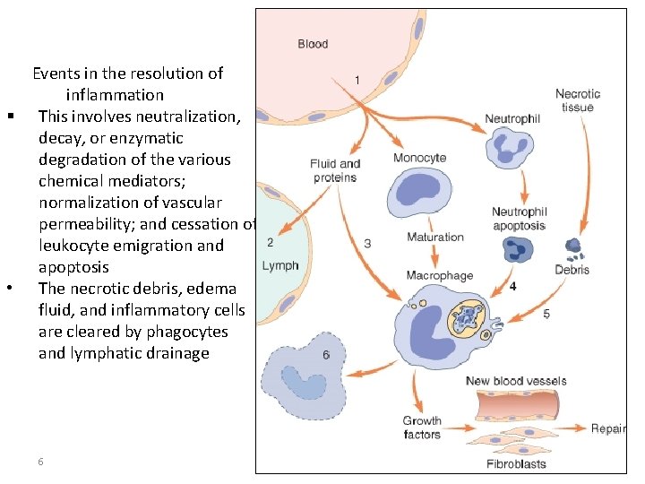 Events in the resolution of inflammation § This involves neutralization, decay, or enzymatic degradation