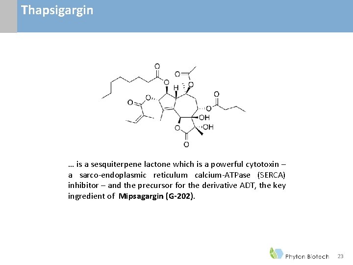 Thapsigargin … is a sesquiterpene lactone which is a powerful cytotoxin – a sarco-endoplasmic Thapsigargin … is a sesquiterpene lactone which is a powerful cytotoxin – a sarco-endoplasmic