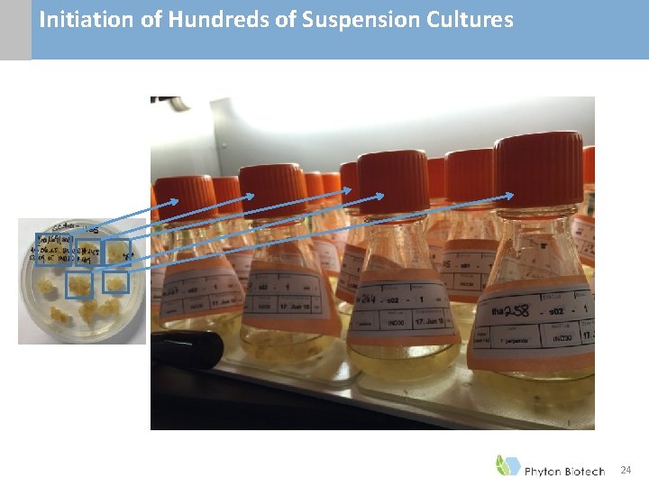 Initiation of Hundreds of Suspension Cultures 24 Initiation of Hundreds of Suspension Cultures 24