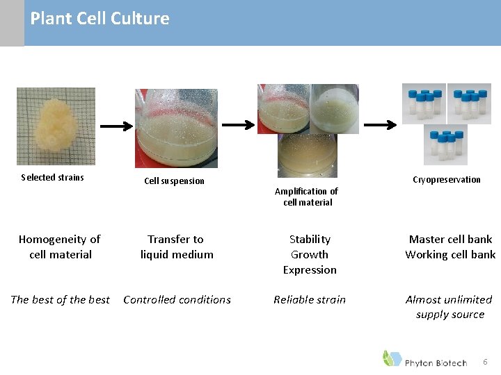 Plant Cell Culture Selected strains Cell suspension Amplification of cell material Cryopreservation Homogeneity of Plant Cell Culture Selected strains Cell suspension Amplification of cell material Cryopreservation Homogeneity of