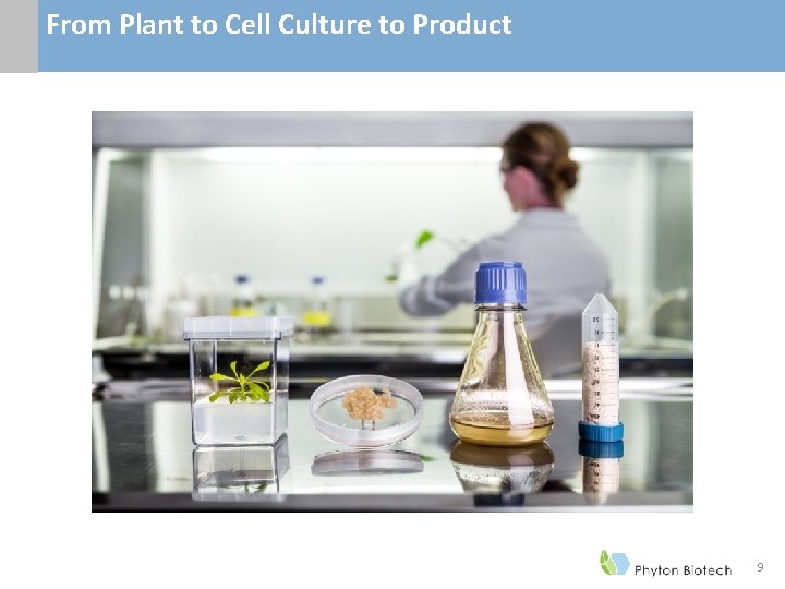 From Plant to Cell Culture to Product 9 From Plant to Cell Culture to Product 9