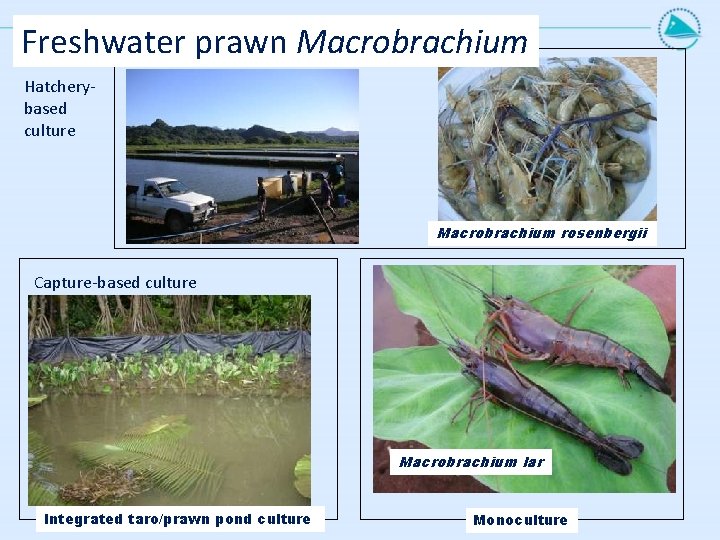 Freshwater prawn Macrobrachium Hatcherybased culture Macrobrachium rosenbergii Capture-based culture Macrobrachium lar Integrated taro/prawn pond