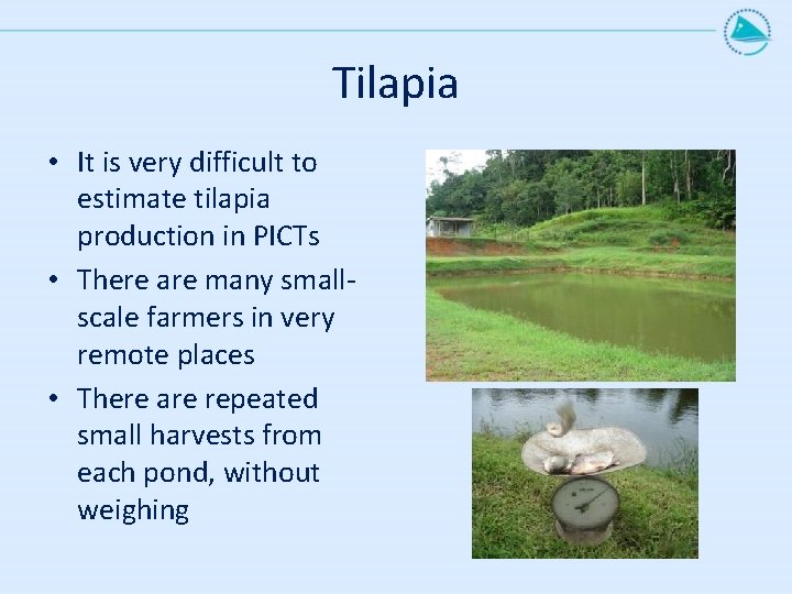 Tilapia • It is very difficult to estimate tilapia production in PICTs • There