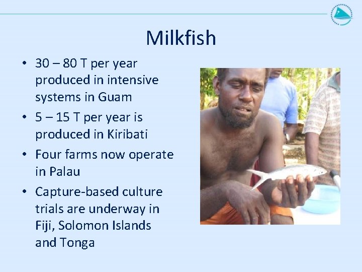 Milkfish • 30 – 80 T per year produced in intensive systems in Guam