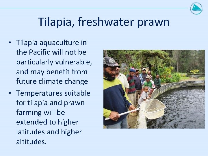 Tilapia, freshwater prawn • Tilapia aquaculture in the Pacific will not be particularly vulnerable,