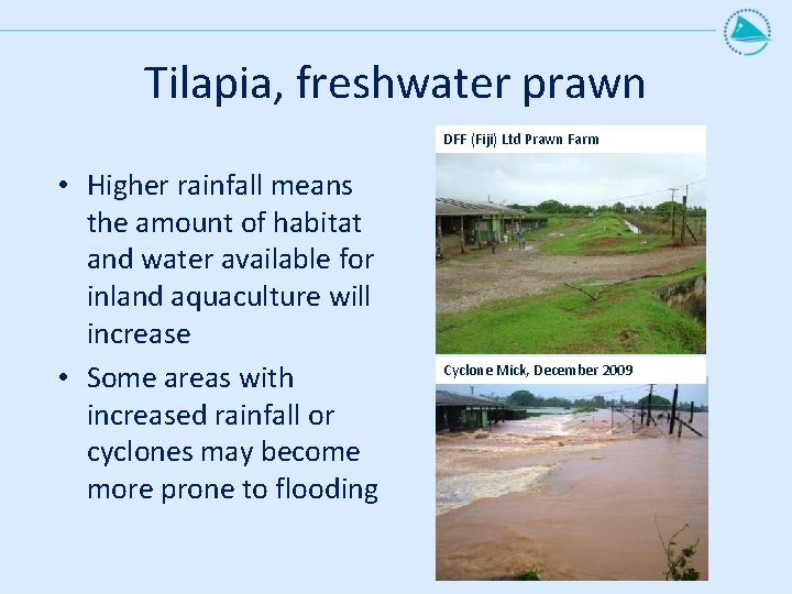Tilapia, freshwater prawn DFF (Fiji) Ltd Prawn Farm • Higher rainfall means the amount