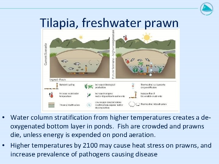 Tilapia, freshwater prawn • Water column stratification from higher temperatures creates a deoxygenated bottom