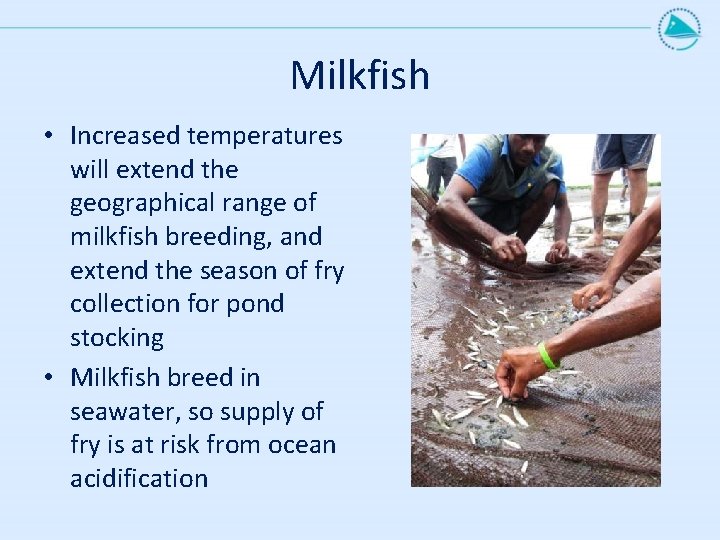 Milkfish • Increased temperatures will extend the geographical range of milkfish breeding, and extend