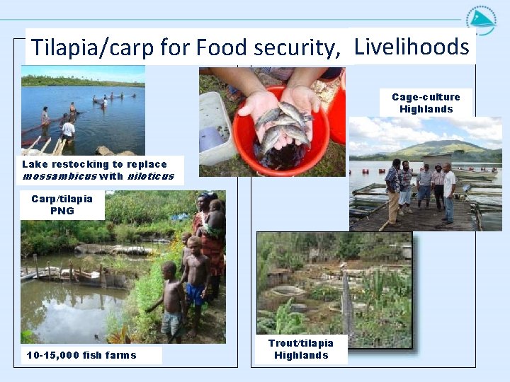 Tilapia/carp for Food security, Livelihoods Cage-culture Highlands Lake restocking to replace mossambicus with niloticus