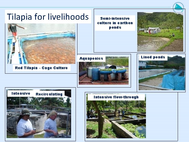 Tilapia for livelihoods Semi-intensive culture in earthen ponds Aquaponics Red Tilapia – Cage Culture