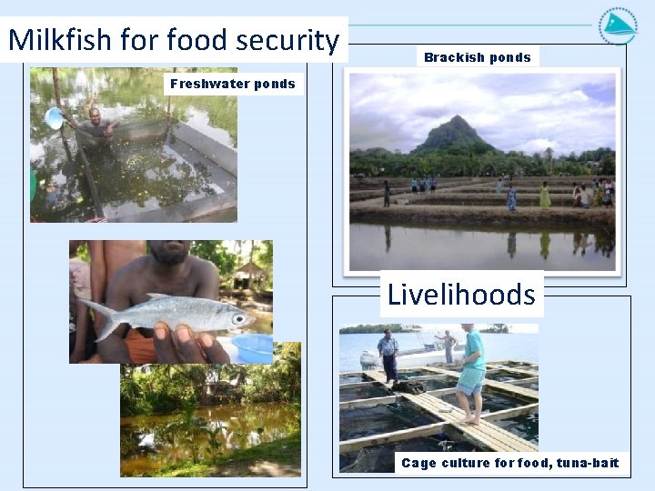 Milkfish for food security Brackish ponds Freshwater ponds Livelihoods Cage culture for food, tuna-bait