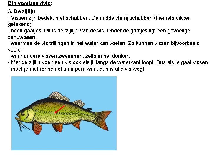 Dia voorbeeldvis: 5. De zijlijn • Vissen zijn bedekt met schubben. De middelste rij