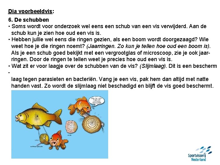 Dia voorbeeldvis: 6. De schubben • Soms wordt voor onderzoek wel eens een schub