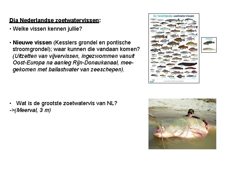 Dia Nederlandse zoetwatervissen: • Welke vissen kennen jullie? • Nieuwe vissen (Kesslers grondel en