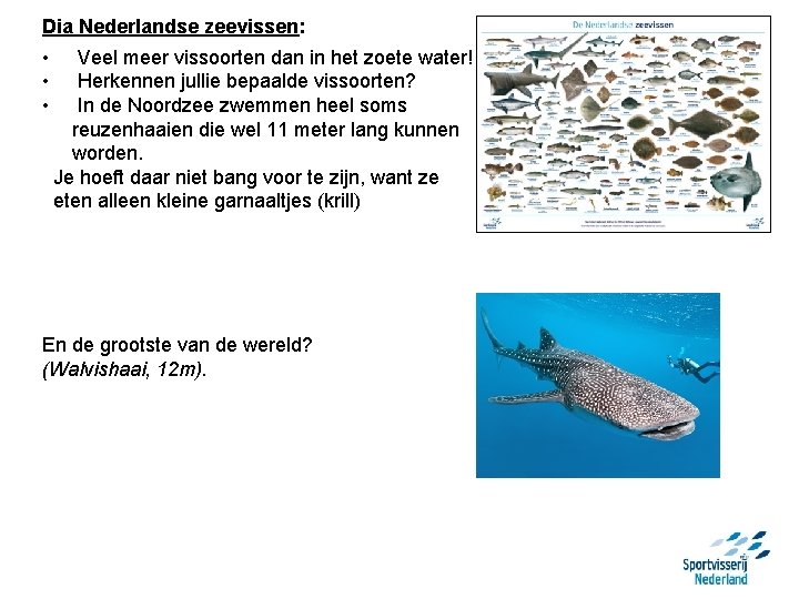 Dia Nederlandse zeevissen: • • • Veel meer vissoorten dan in het zoete water!