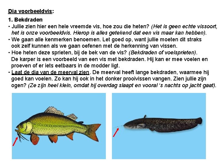 Dia voorbeeldvis: 1. Bekdraden • Jullie zien hier een hele vreemde vis, hoe zou