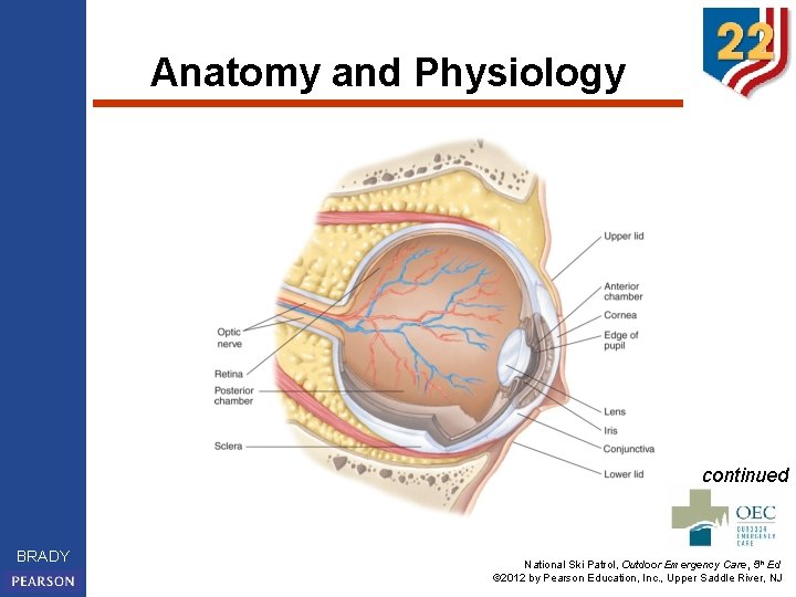 Anatomy and Physiology continued BRADY National Ski Patrol, Outdoor Emergency Care, 5 th Ed