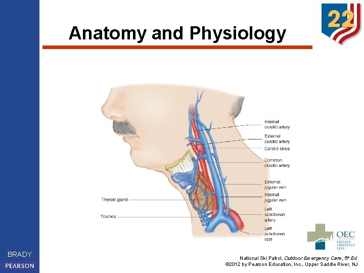 Anatomy and Physiology BRADY National Ski Patrol, Outdoor Emergency Care, 5 th Ed ©