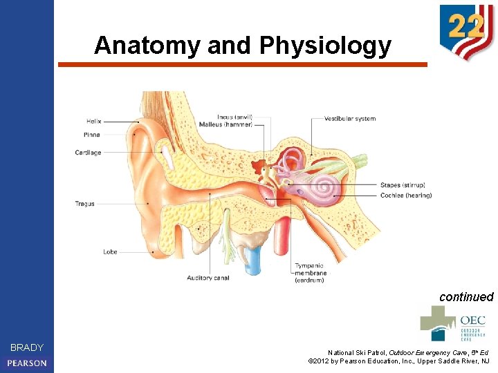 Anatomy and Physiology continued BRADY National Ski Patrol, Outdoor Emergency Care, 5 th Ed