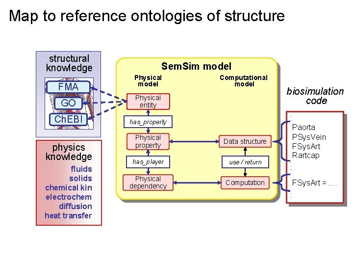 Map to reference ontologies of structure structural knowledge FMA Sem. Sim model Physical model