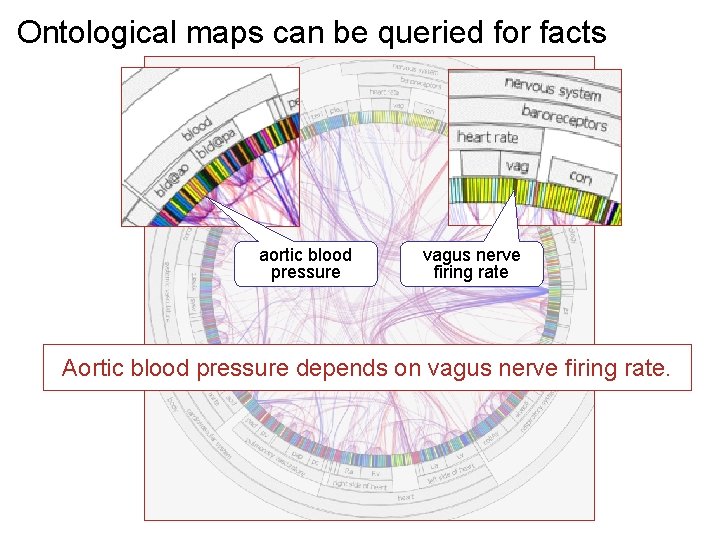 Ontological maps can be queried for facts aortic blood pressure vagus nerve firing rate