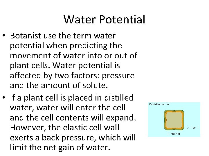 Water Potential • Botanist use the term water potential when predicting the movement of