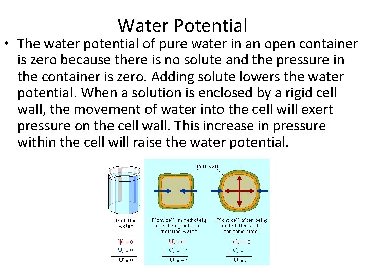 Water Potential • The water potential of pure water in an open container is