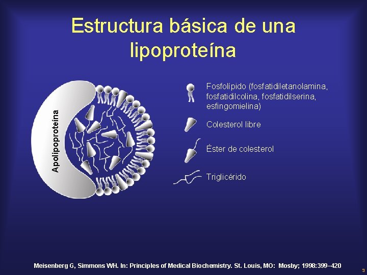 Apolipoproteína Estructura básica de una lipoproteína Fosfolípido (fosfatidiletanolamina, fosfatidilcolina, fosfatidilserina, esfingomielina) Colesterol libre Éster